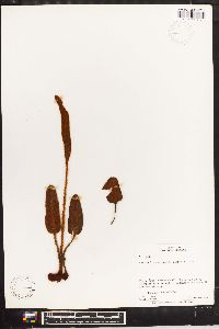 Elaphoglossum engelii image