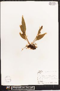 Elaphoglossum latifolium image