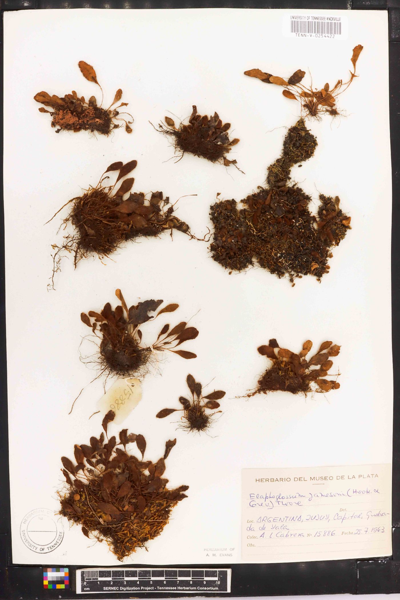 Elaphoglossum piloselloides image