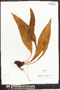 Elaphoglossum latifolium image