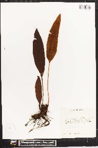Elaphoglossum latifolium image