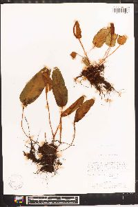 Elaphoglossum lindenii image