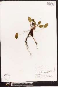 Elaphoglossum lindenii image
