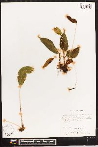 Elaphoglossum lindenii image