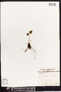 Elaphoglossum lindenii image