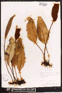 Elaphoglossum lingua image