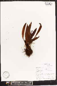 Elaphoglossum longifolium image