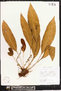 Elaphoglossum maxonii image