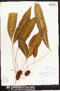 Elaphoglossum maxonii image