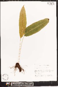 Elaphoglossum pallidum image