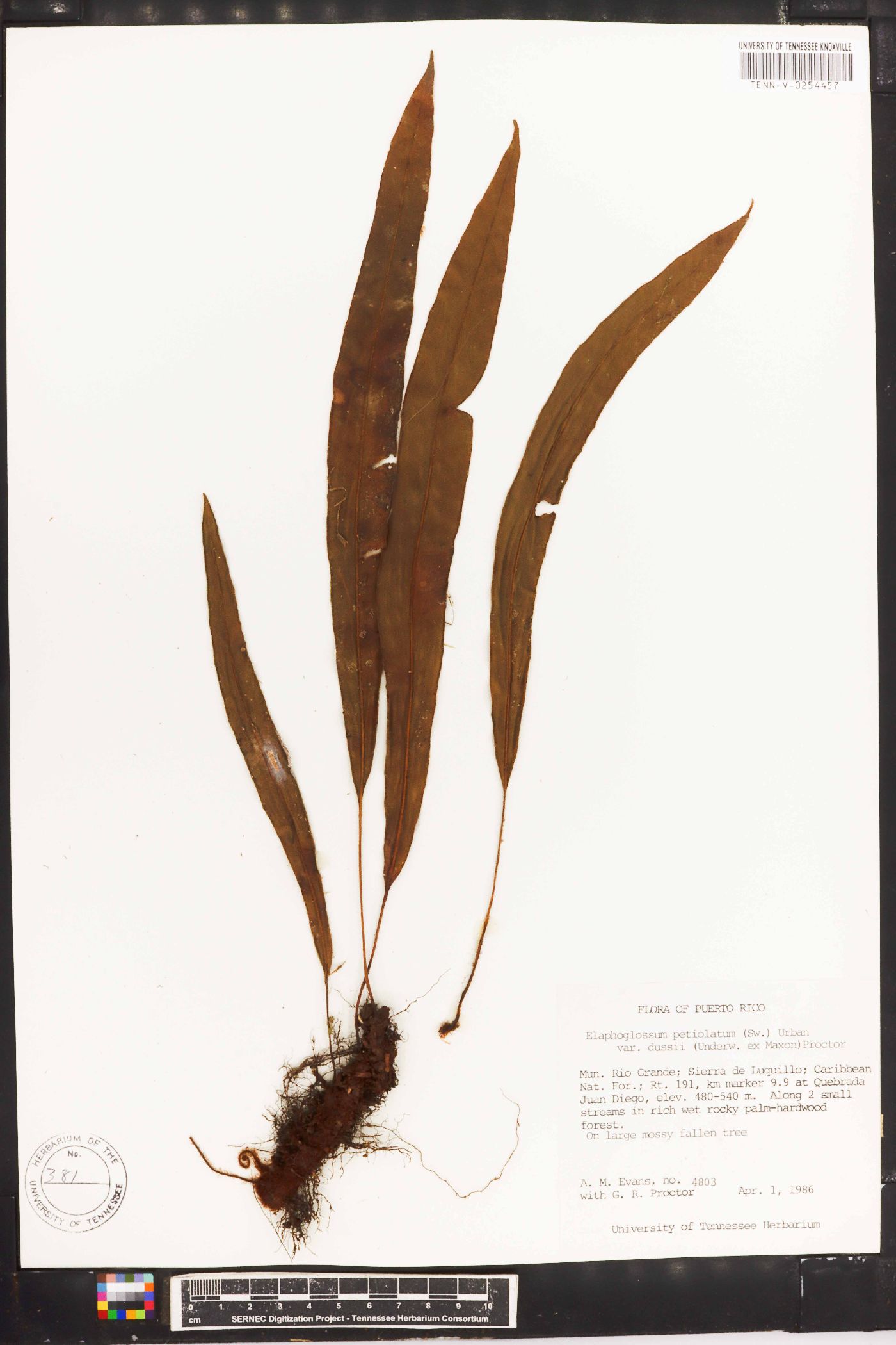 Elaphoglossum petiolatum var. dussii image
