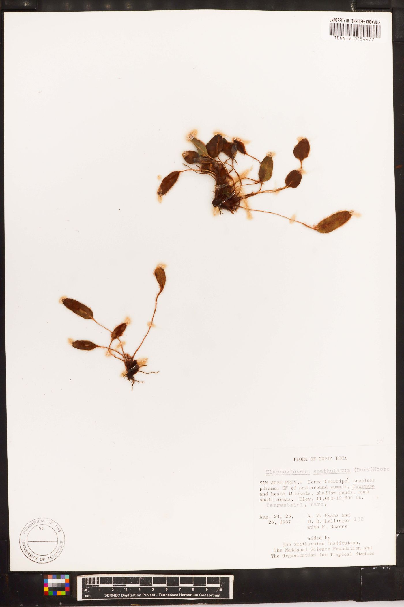 Elaphoglossum spathulatum image