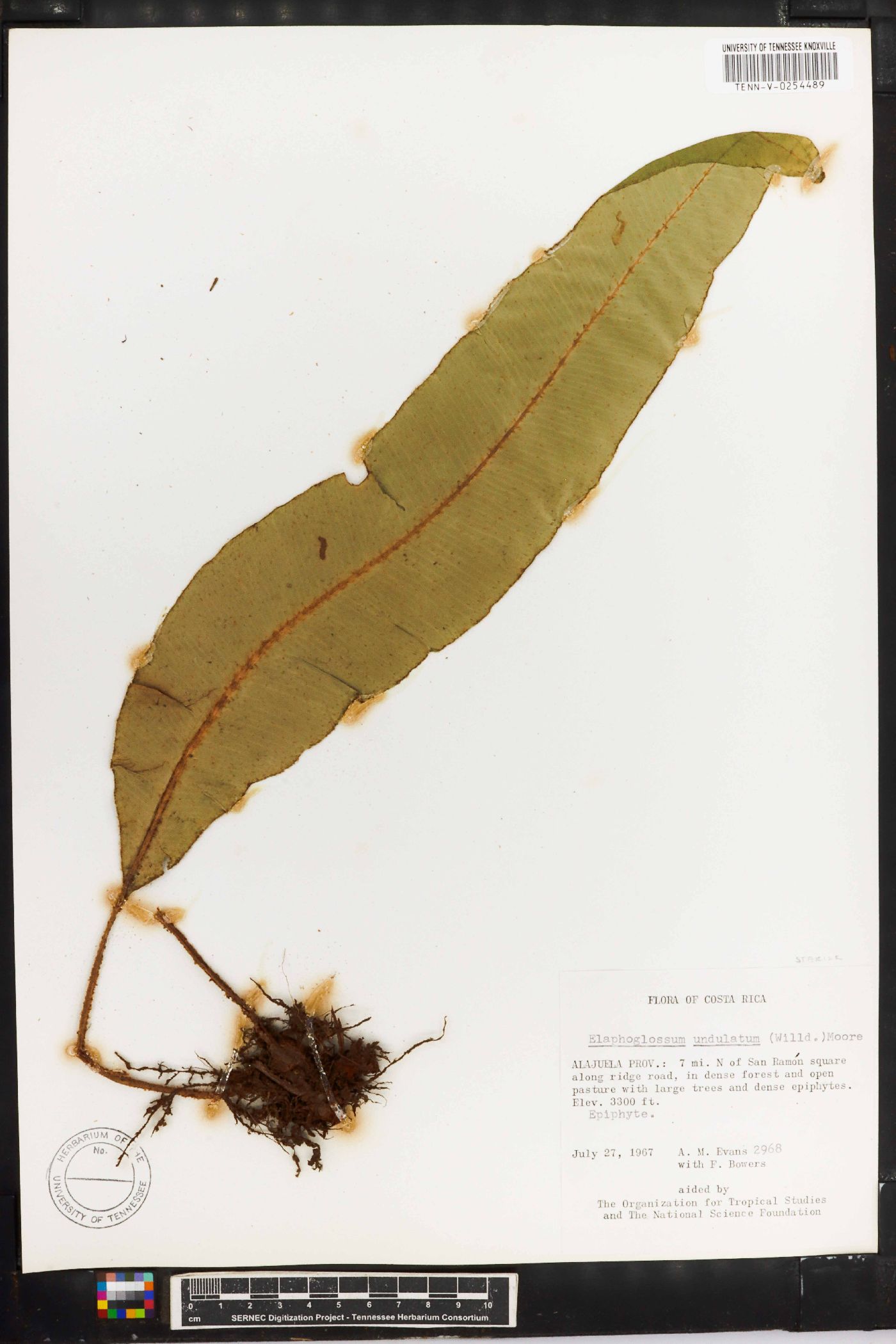 Elaphoglossum eutecnum image