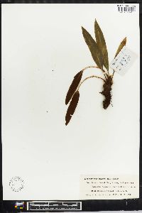 Elaphoglossum conforme image
