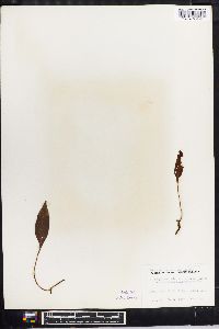 Elaphoglossum micradenium image