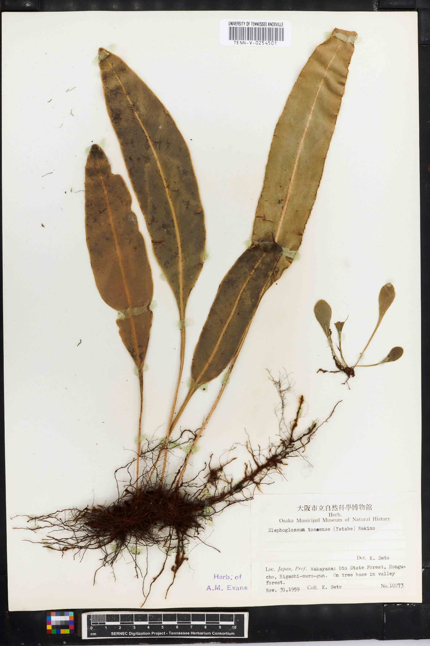 Elaphoglossum tosaense image
