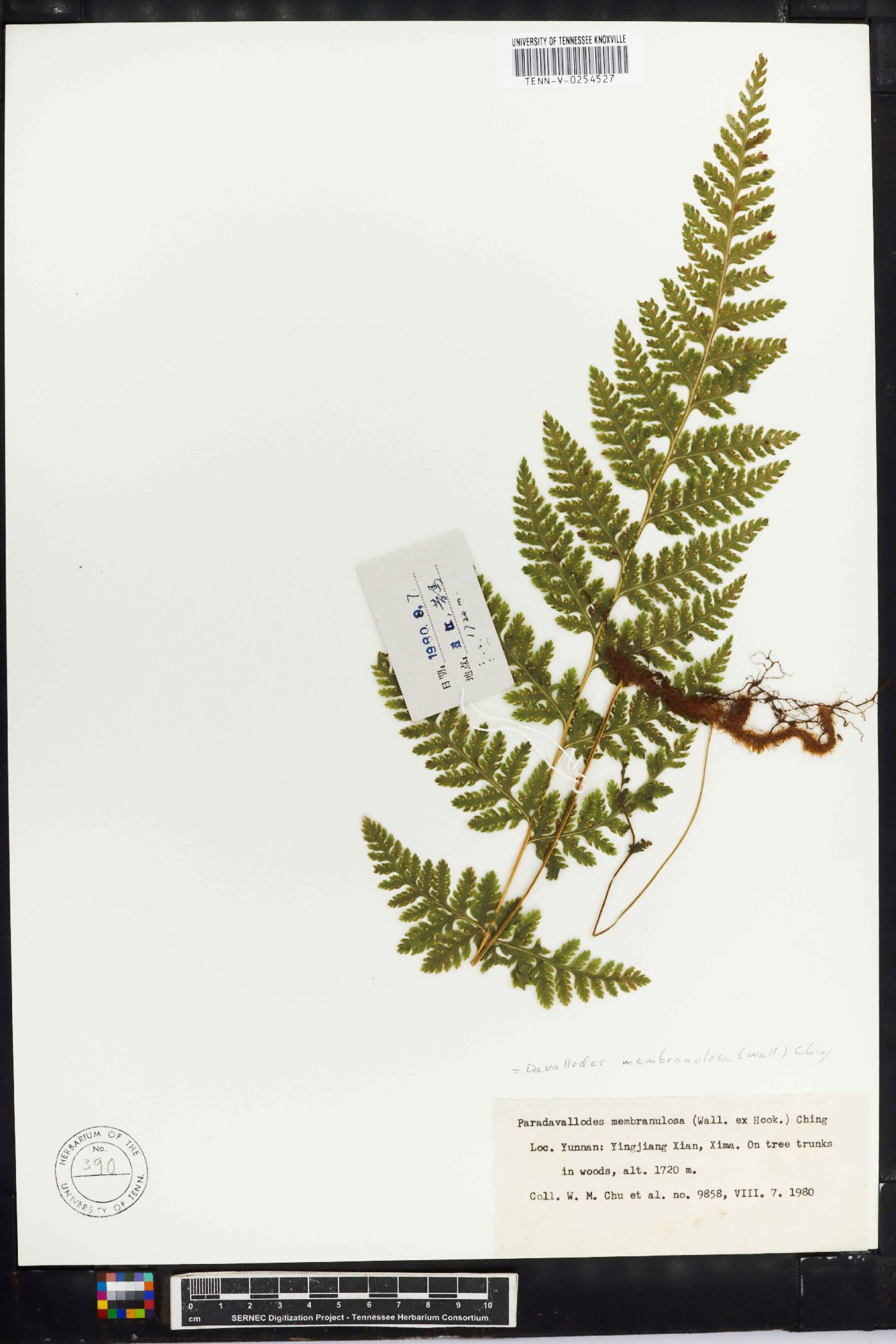 Davallodes image