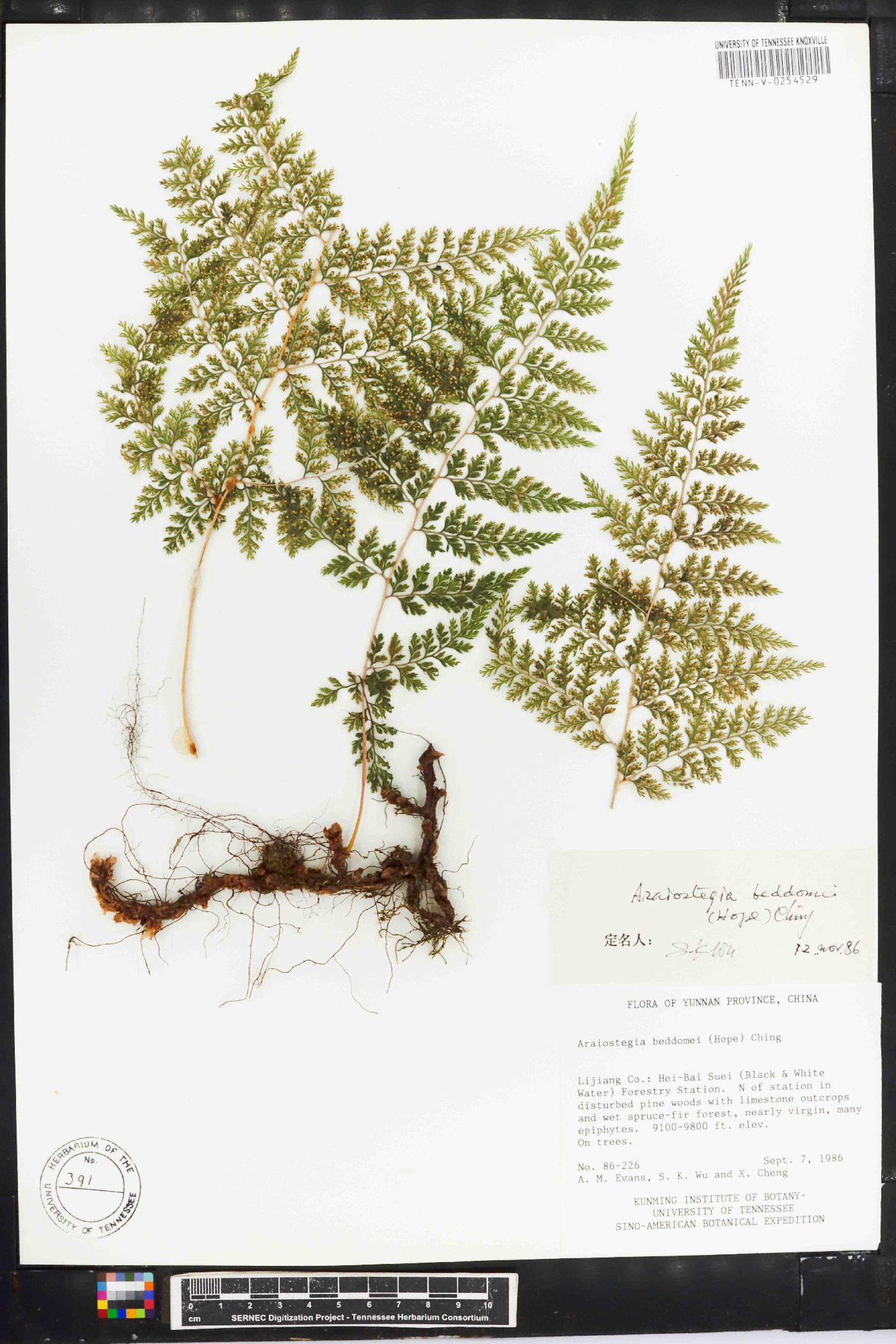 Araiostegia image