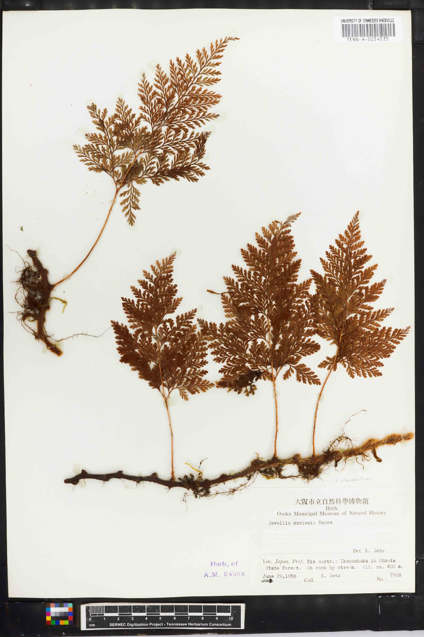 Davallia mariesii image