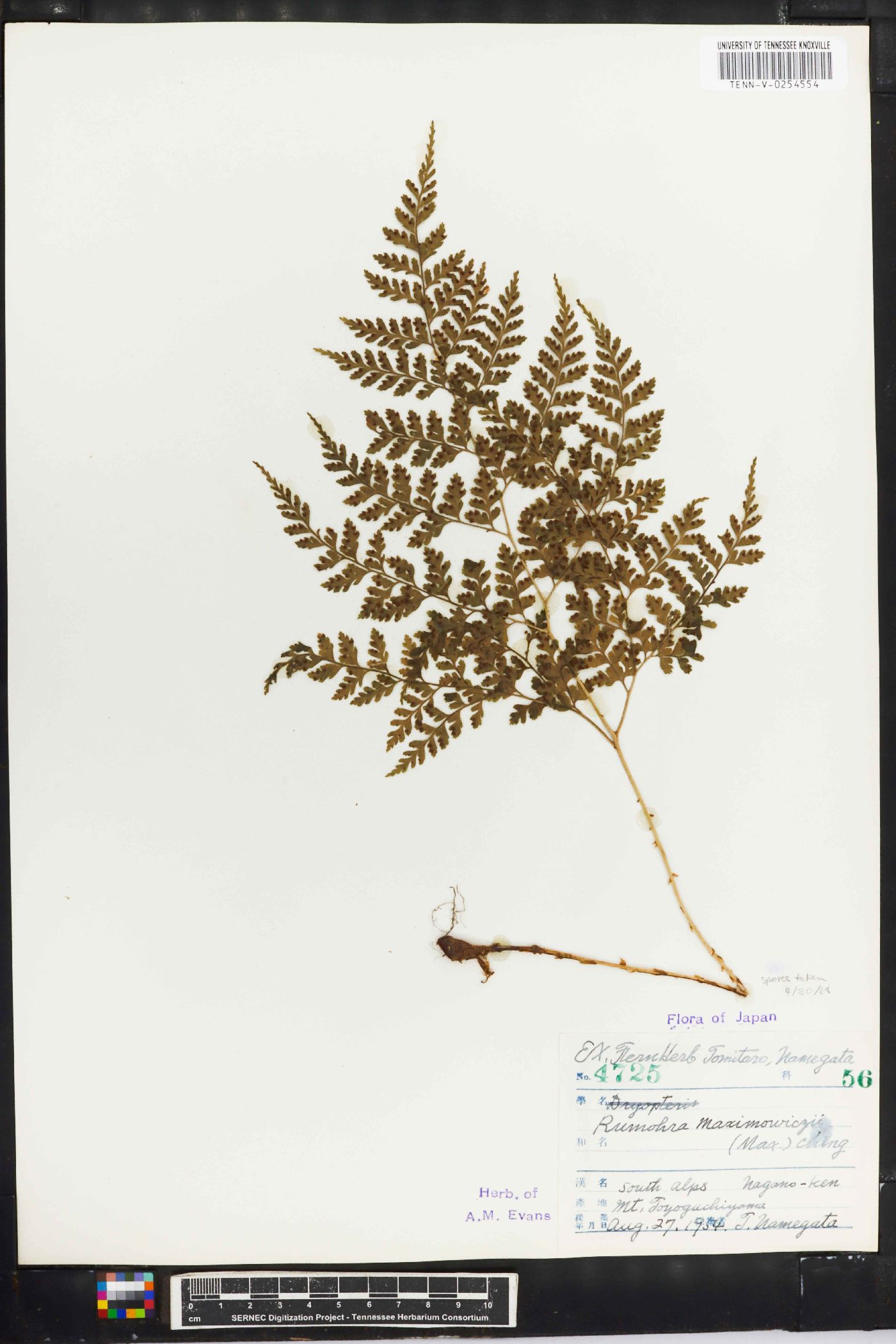 Dryopteris maximowiczii image