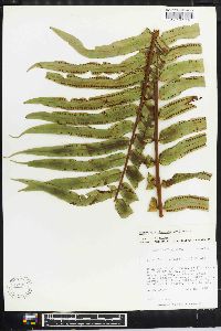 Nephrolepis biserrata image