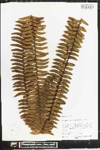 Nephrolepis cordifolia image