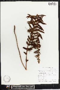 Nephrolepis exaltata image