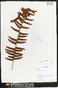 Nephrolepis exaltata image