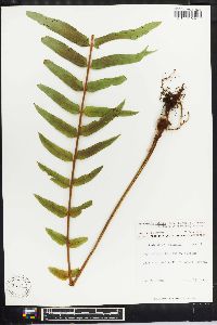 Nephrolepis falcata image