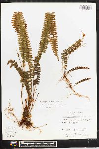 Nephrolepis pectinata image