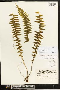 Nephrolepis undulata image