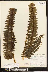 Nephrolepis cordifolia image