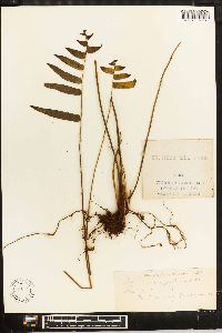 Nephrolepis biserrata image