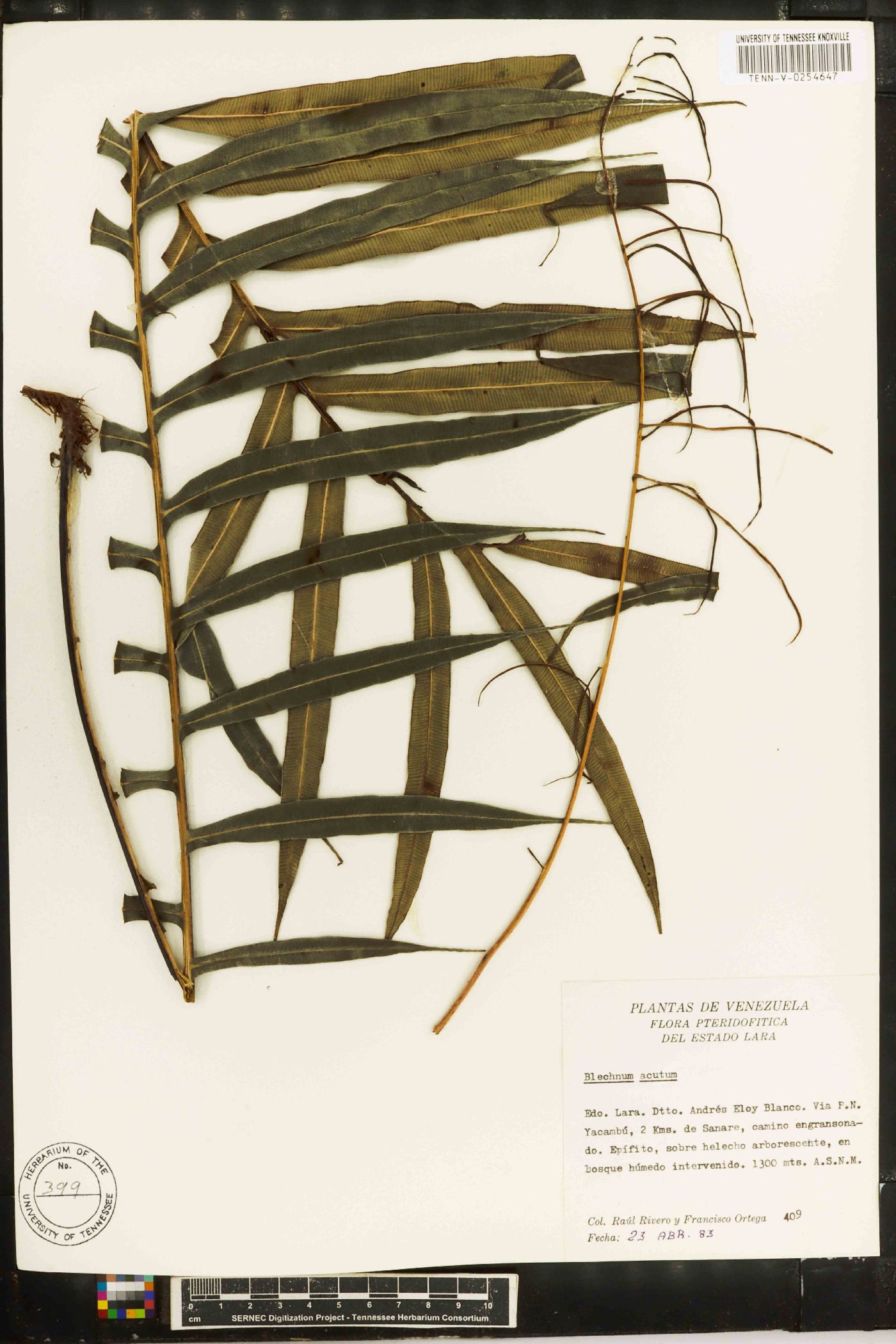 Blechnum acutum image