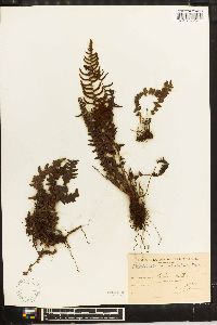 Blechnum auriculatum image