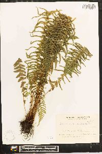 Blechnum auriculatum image