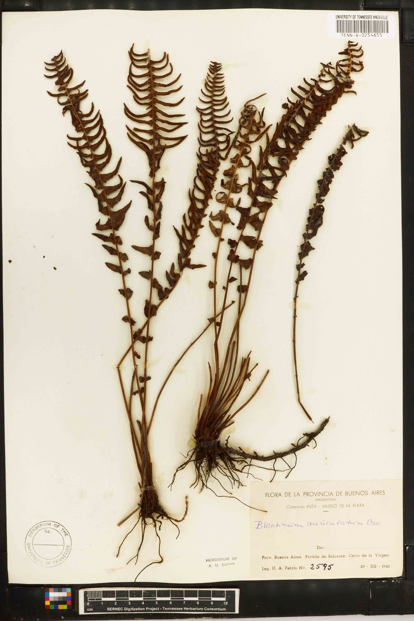 Blechnum auriculatum image