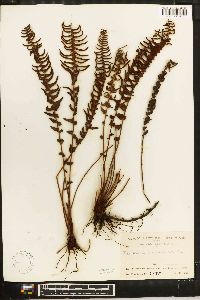 Blechnum auriculatum image