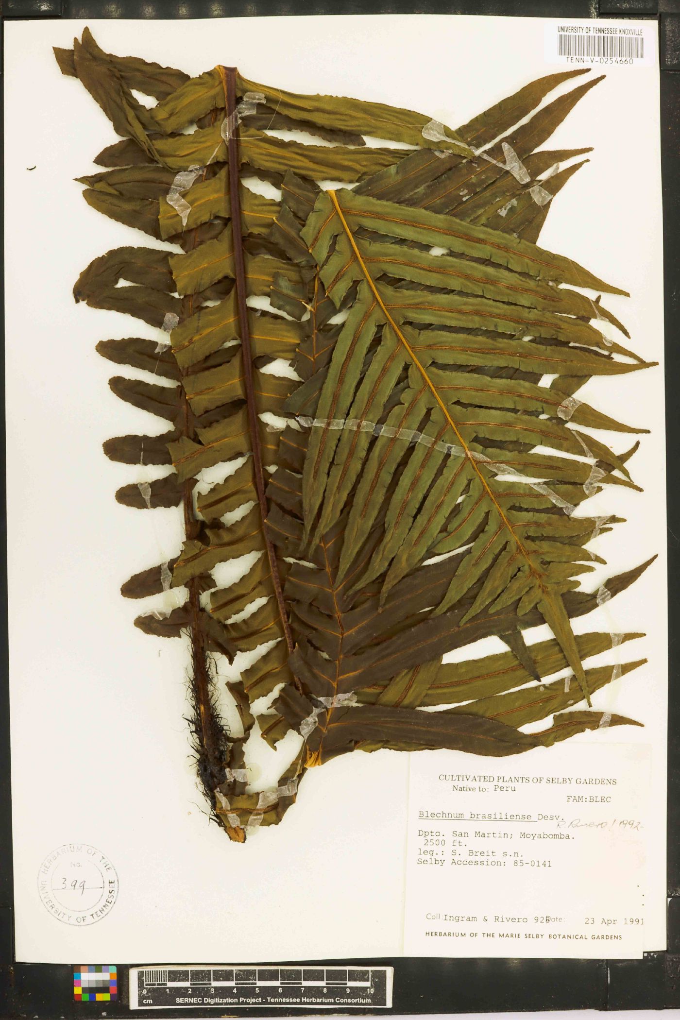 Blechnum brasiliense image