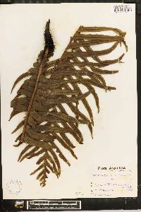 Blechnum brasiliense image