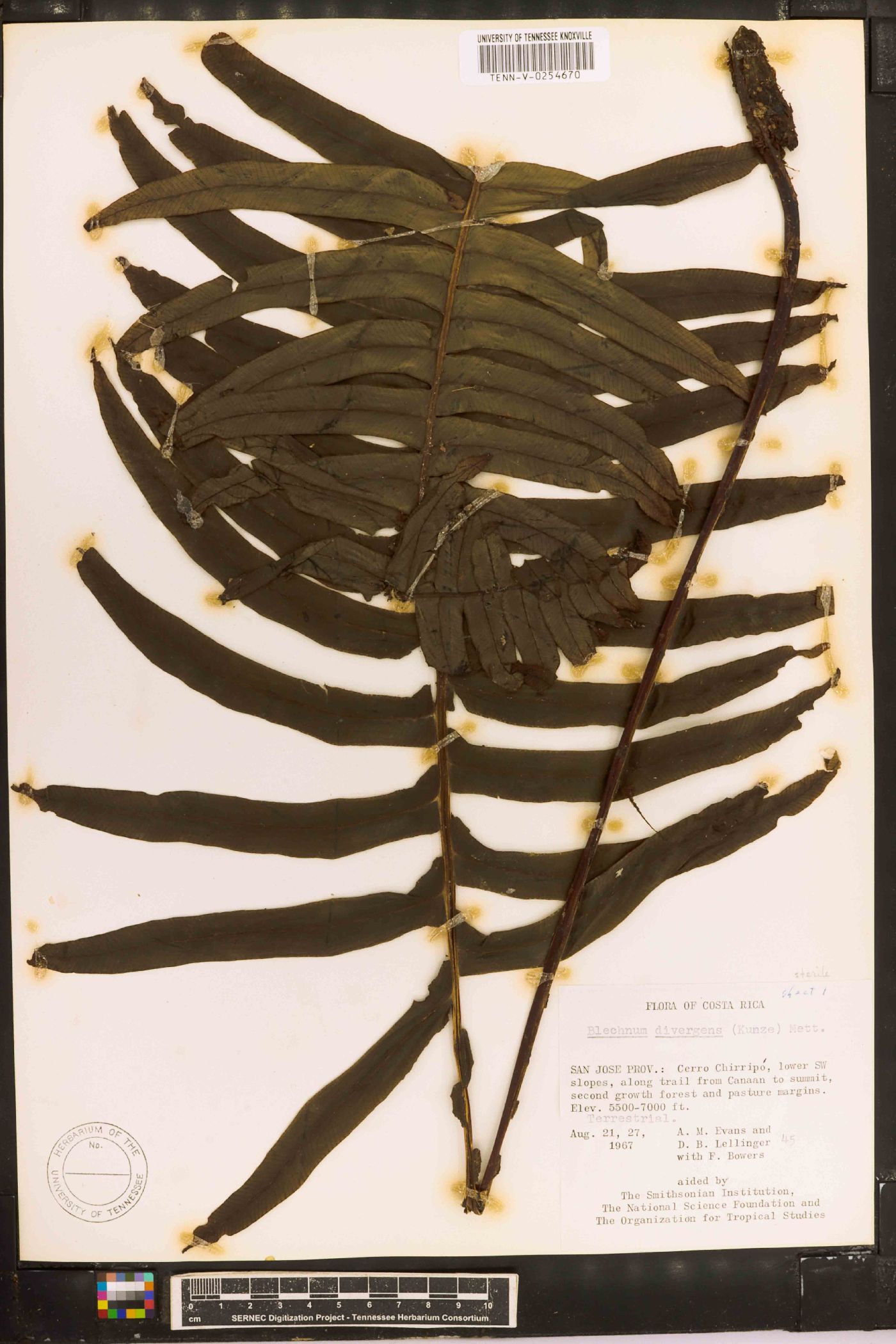 Blechnum divergens image