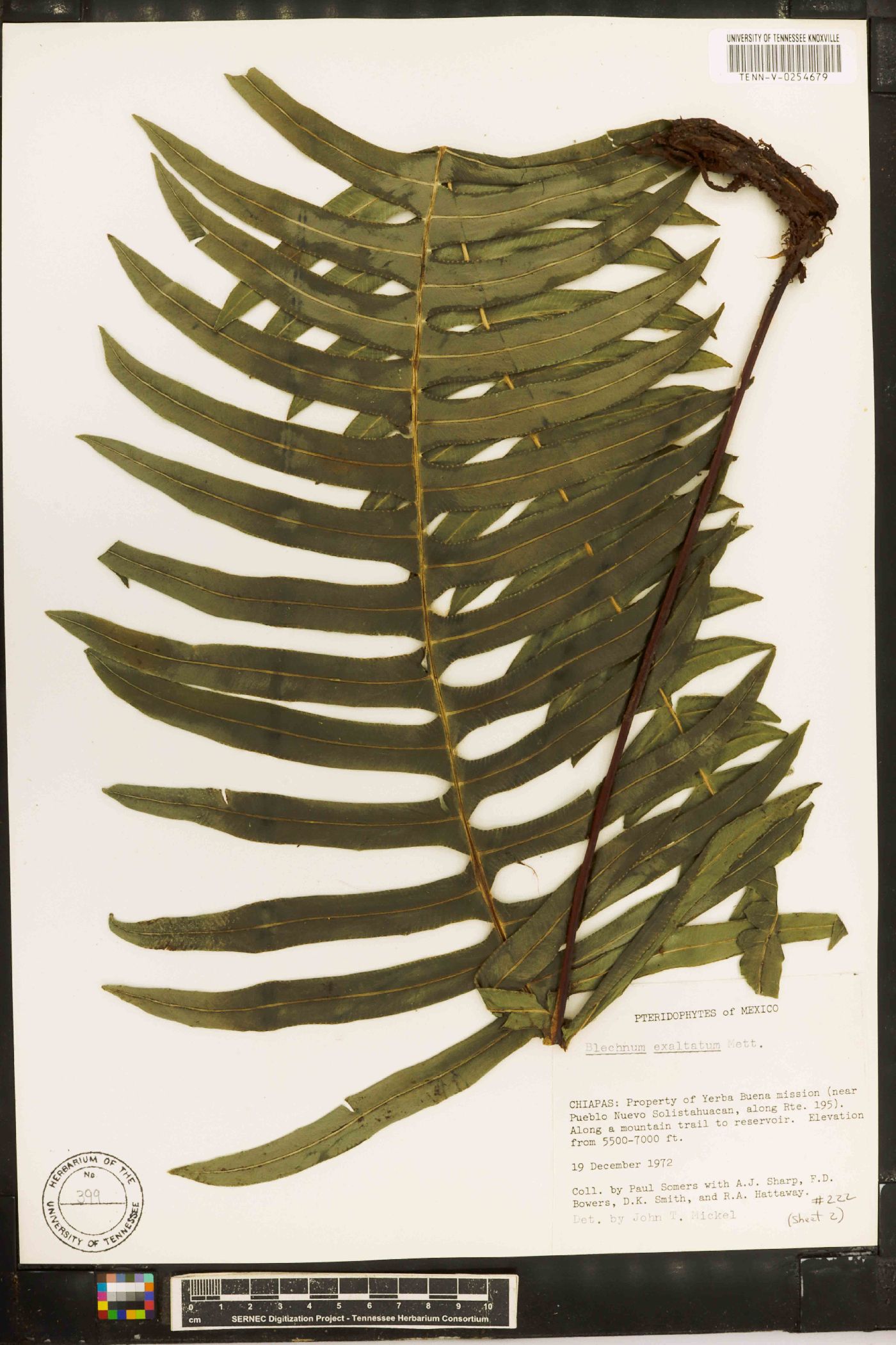 Austroblechnum divergens image