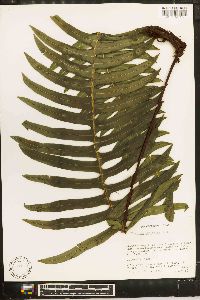 Austroblechnum divergens image