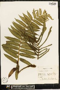 Blechnum falciforme image