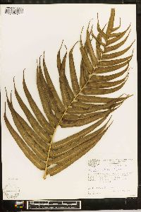 Blechnum falciforme image