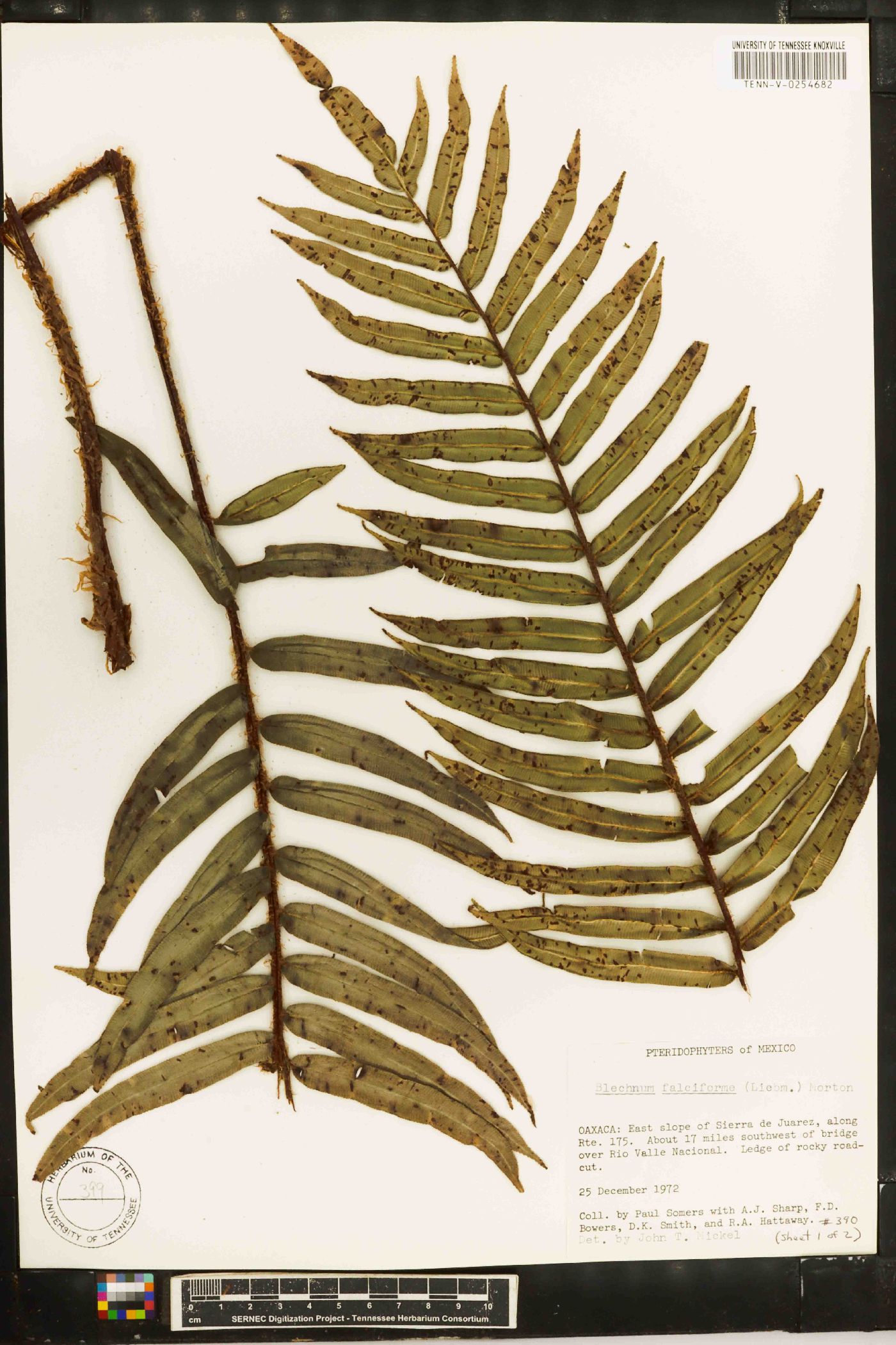 Blechnum falciforme image