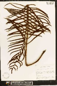 Blechnum falciforme image