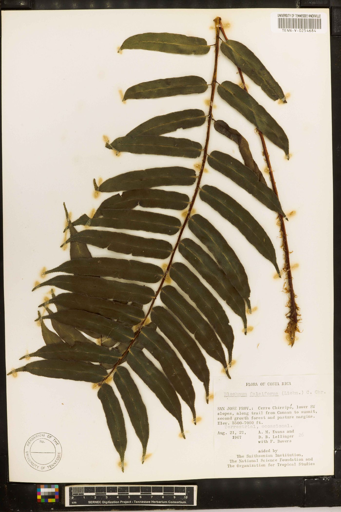 Blechnum falciforme image