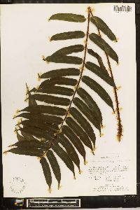 Blechnum falciforme image