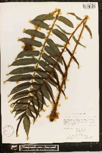 Blechnum falciforme image